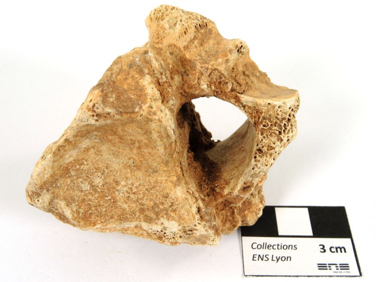 Vertèbre fossile de cheval Vertèbre fossile de cheval   Solutré-Pouilly Roche de Solutré